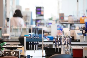 lab